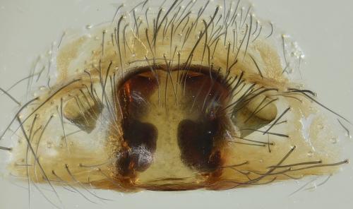 Coelotes terrestris